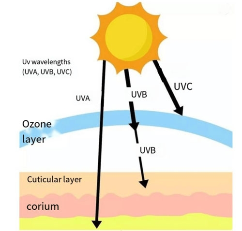 The uv radiation