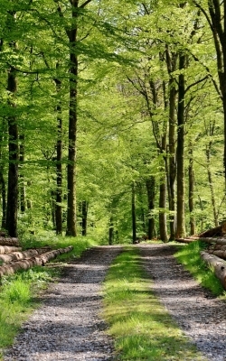 Home water quality tester forestry management