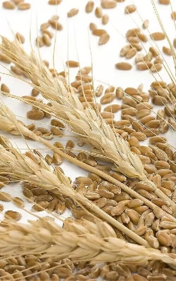 Smart grain moisture meter for wheat