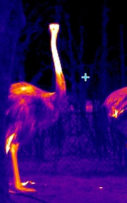 Infrared thermal imaging camera for wildlife observation and conservation